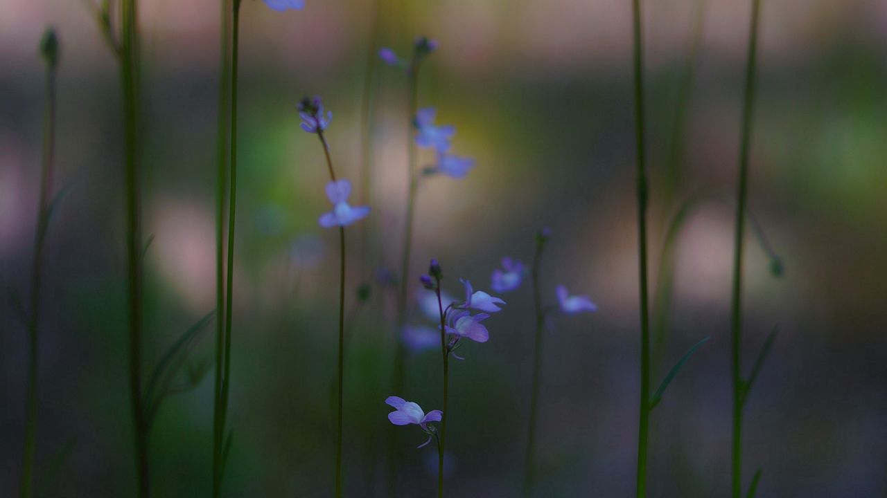 Wallpaper grass, flowers, petals, macro