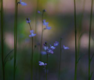 Preview wallpaper grass, flowers, petals, macro