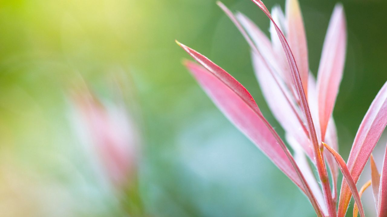 Wallpaper grass, flowers, pink, reflections