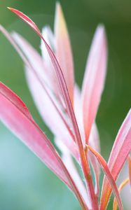 Preview wallpaper grass, flowers, pink, reflections