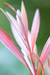 Preview wallpaper grass, flowers, pink, reflections