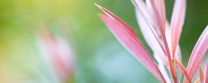 Preview wallpaper grass, flowers, pink, reflections