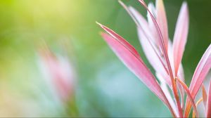 Preview wallpaper grass, flowers, pink, reflections