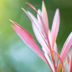 Preview wallpaper grass, flowers, pink, reflections