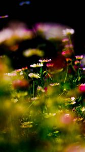 Preview wallpaper grass, flowers, plant, close-up