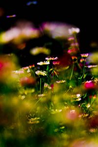 Preview wallpaper grass, flowers, plant, close-up