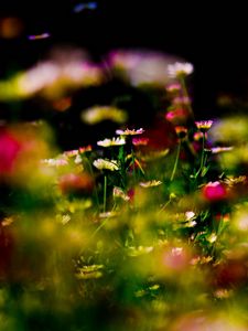 Preview wallpaper grass, flowers, plant, close-up