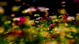 Preview wallpaper grass, flowers, plant, close-up