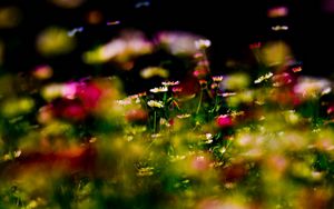 Preview wallpaper grass, flowers, plant, close-up