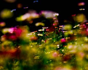 Preview wallpaper grass, flowers, plant, close-up