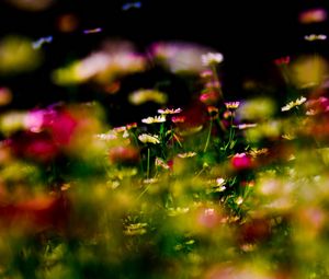 Preview wallpaper grass, flowers, plant, close-up