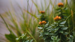 Preview wallpaper grass, flowers, plants, green