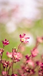 Preview wallpaper grass, flowers, plants, blurred