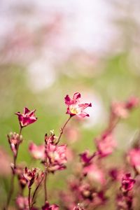 Preview wallpaper grass, flowers, plants, blurred