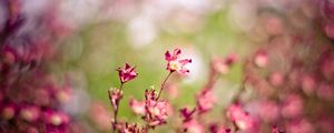 Preview wallpaper grass, flowers, plants, blurred