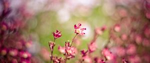 Preview wallpaper grass, flowers, plants, blurred