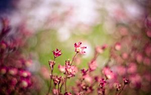 Preview wallpaper grass, flowers, plants, blurred