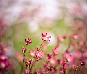 Preview wallpaper grass, flowers, plants, blurred