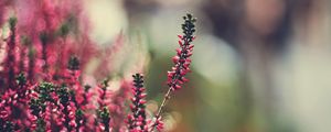 Preview wallpaper grass, flowers, reflections, colorful