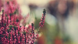 Preview wallpaper grass, flowers, reflections, colorful