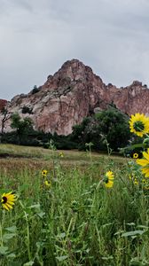 Preview wallpaper grass, flowers, rock, slope