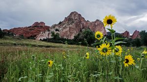 Preview wallpaper grass, flowers, rock, slope