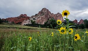 Preview wallpaper grass, flowers, rock, slope