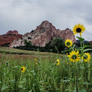 Preview wallpaper grass, flowers, rock, slope