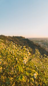 Preview wallpaper grass, flowers, slope, field