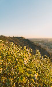 Preview wallpaper grass, flowers, slope, field