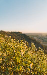Preview wallpaper grass, flowers, slope, field