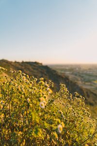 Preview wallpaper grass, flowers, slope, field