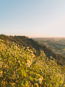 Preview wallpaper grass, flowers, slope, field