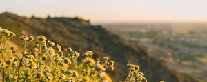 Preview wallpaper grass, flowers, slope, field