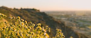 Preview wallpaper grass, flowers, slope, field