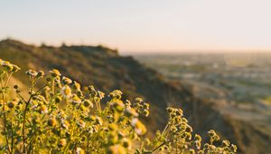 Preview wallpaper grass, flowers, slope, field