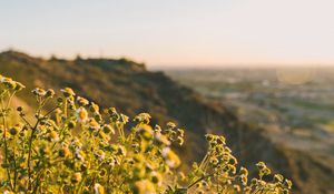 Preview wallpaper grass, flowers, slope, field