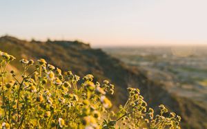 Preview wallpaper grass, flowers, slope, field