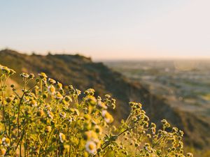Preview wallpaper grass, flowers, slope, field