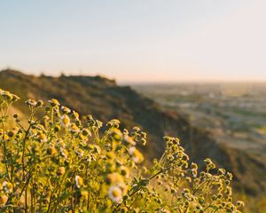 Preview wallpaper grass, flowers, slope, field