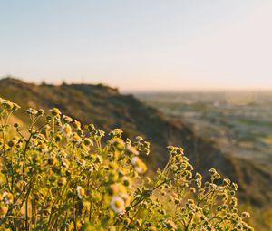 Preview wallpaper grass, flowers, slope, field