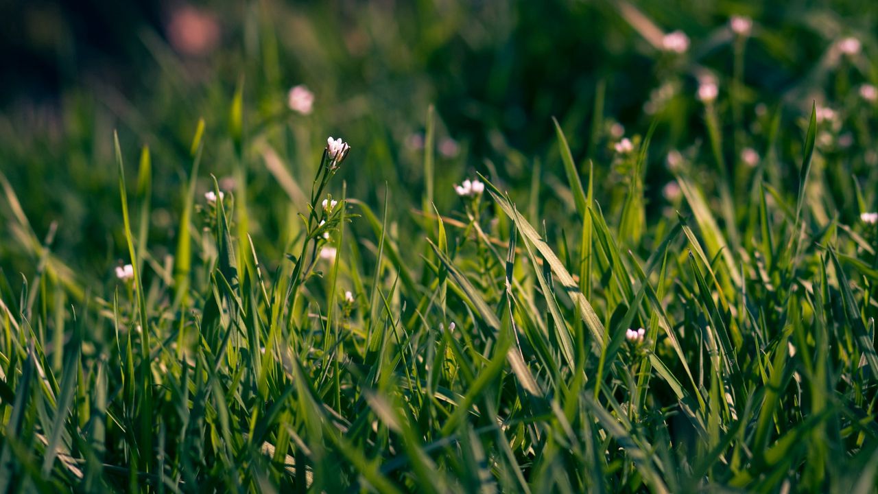 Wallpaper grass, flowers, small, field