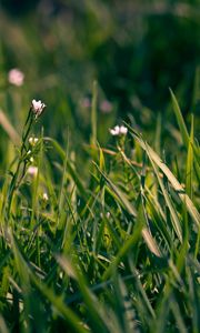 Preview wallpaper grass, flowers, small, field