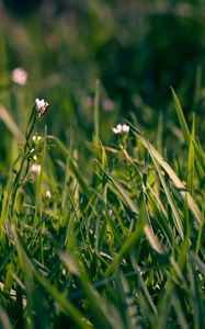 Preview wallpaper grass, flowers, small, field