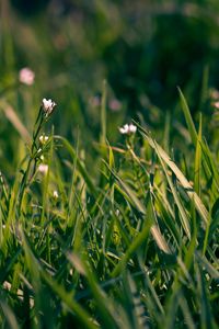 Preview wallpaper grass, flowers, small, field