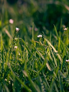 Preview wallpaper grass, flowers, small, field