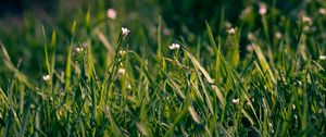 Preview wallpaper grass, flowers, small, field