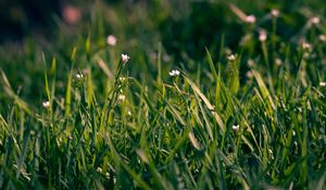 Preview wallpaper grass, flowers, small, field