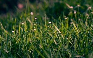 Preview wallpaper grass, flowers, small, field