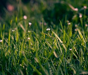 Preview wallpaper grass, flowers, small, field